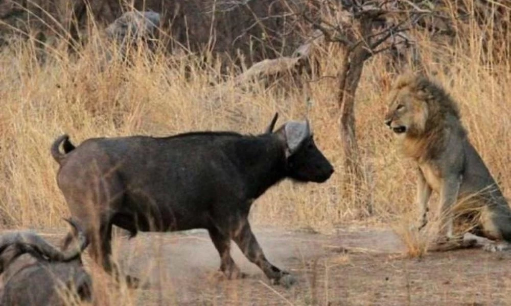 Ποιος είναι ο «βασιλιάς» των ζώων; - Επική μάχη βουβαλιού με ολόκληρη αγέλη λιονταριών - ΒΙΝΤΕΟ